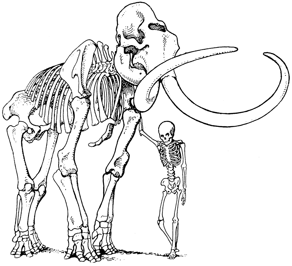 Рис. 10. Скелет мамонта.