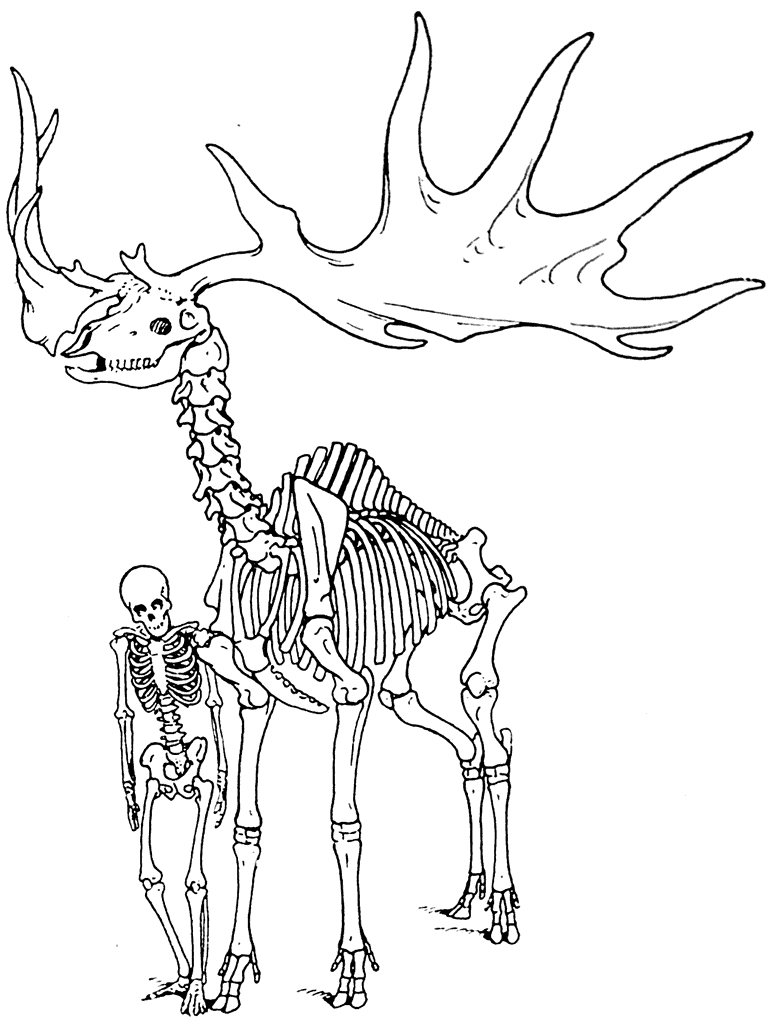 Рис. 11. Скелет Megaceros hibernicus Owen из торфяных болот Ирландии.