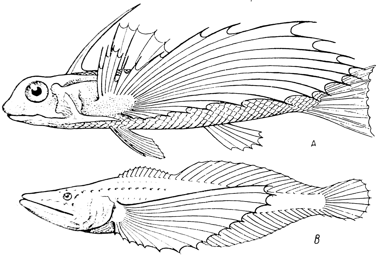 Рис. 16.   A — Dactylopterus orietitalis; B — Comephorus dybowskii.