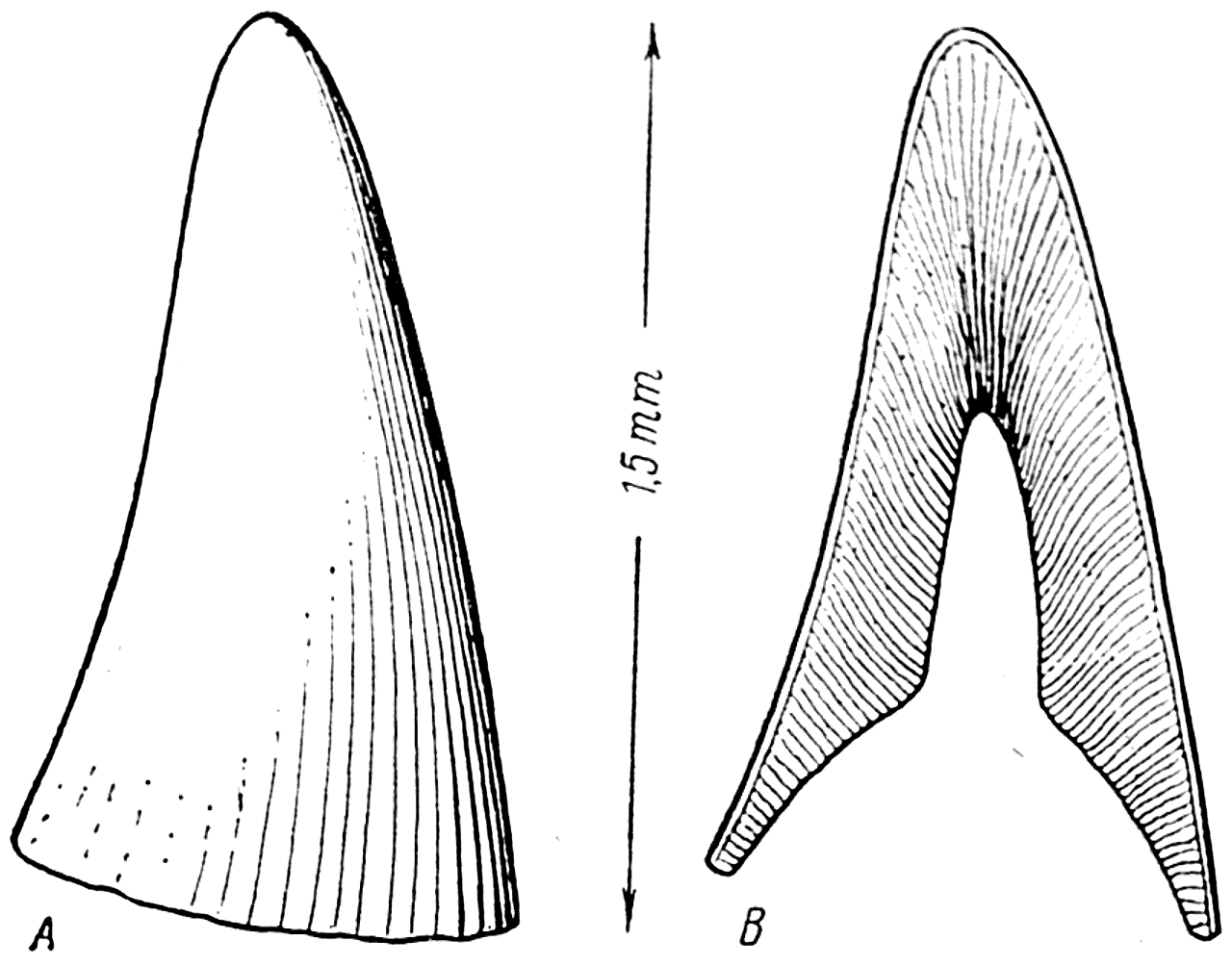 Рис. 18. Кожный зуб Palaeodus (ордовик). А —внешний вид; В — вертикальный разрез (Рогон, 1889).