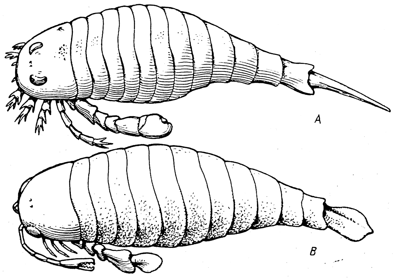 Рис. 19. Силурийские ракоскорпионы. А —Eurypterus fischeri; В — Pterygotus anglicus.