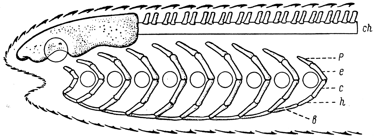 Рис. 20. Схема строения головы Agnatha.   b – basibranchiale; с — ceratobranchiale; ch — chorda; e — epibranchiale; h — hypobranchiale; p — pharyngobranchiale.