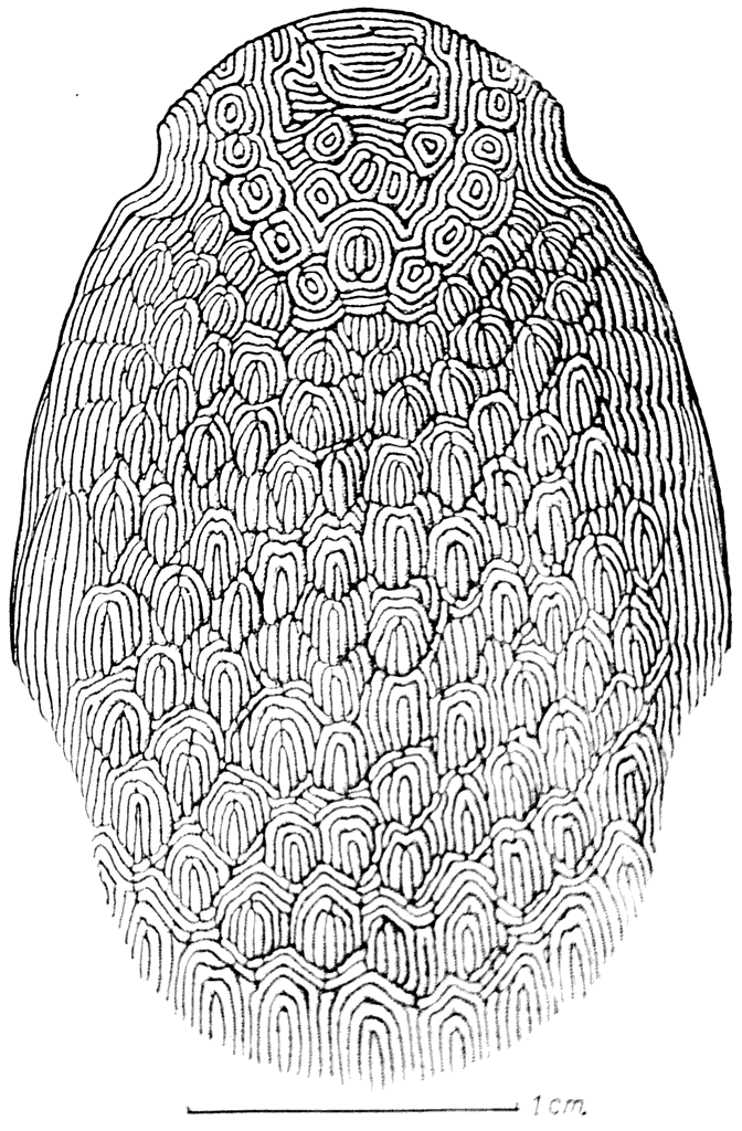 Рис. 24. Щит Tolypelepis undulata (силур).