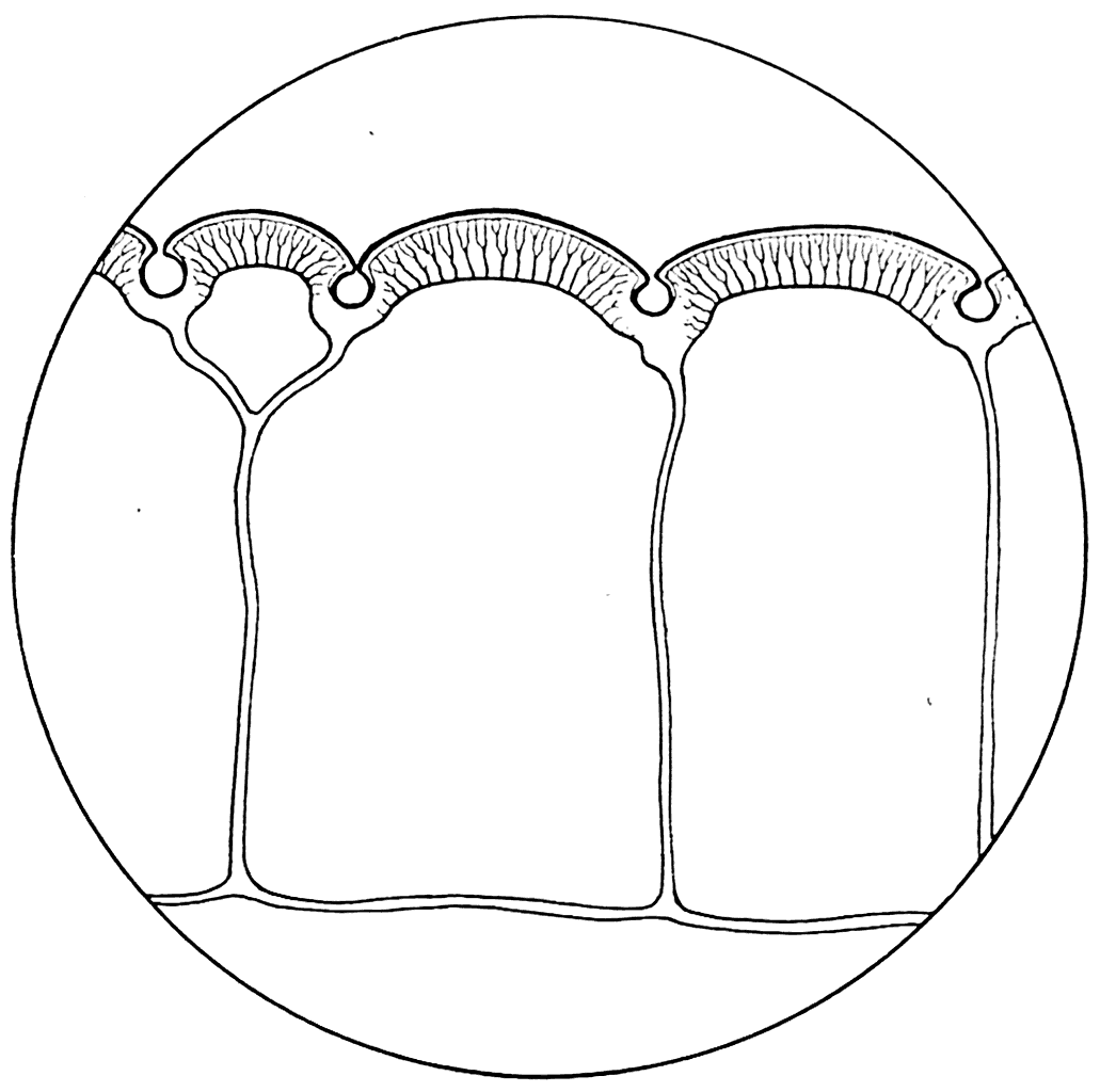 Рис. 25. Вертикальный разрез панцыря Tolypelepis undulata (×300) (А. П. Быстров, 1955).