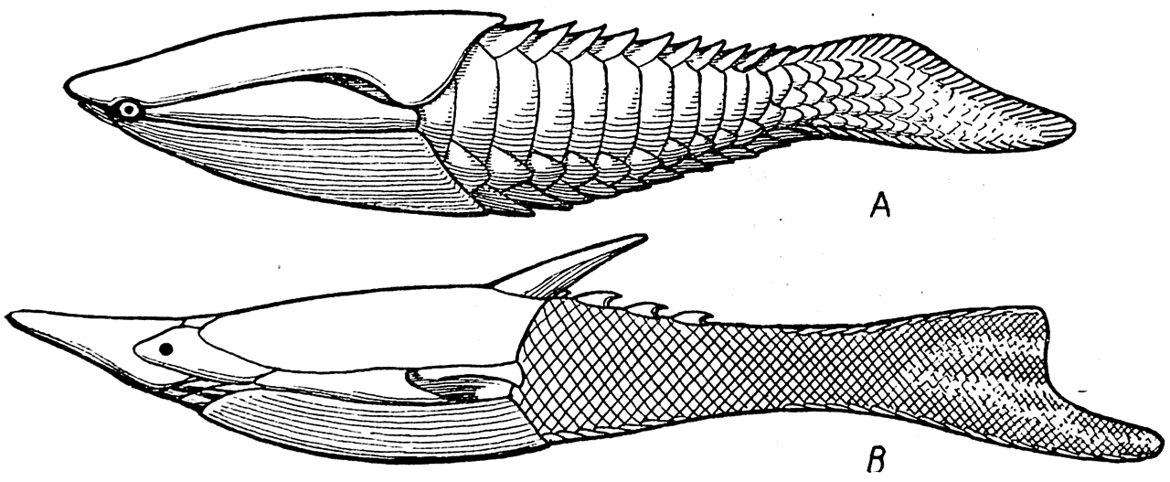 Рис. 26.   А — Poraspis polaris; В — Pteraspis rostrata (силур).