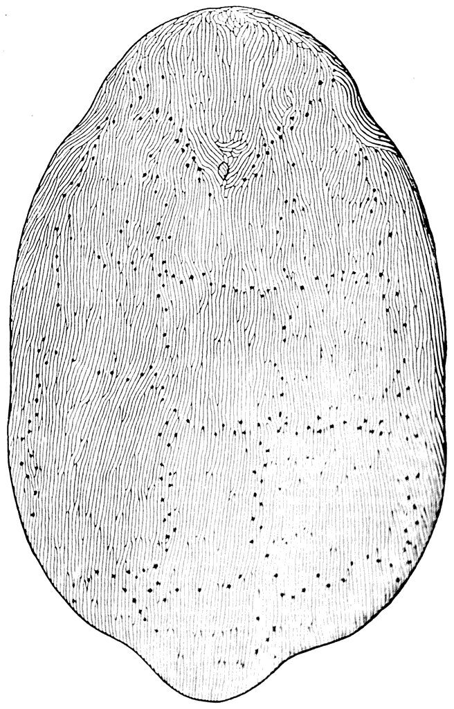 Рис. 27. Щит Poraspis polaris (Киэр и Гейни, 1906).