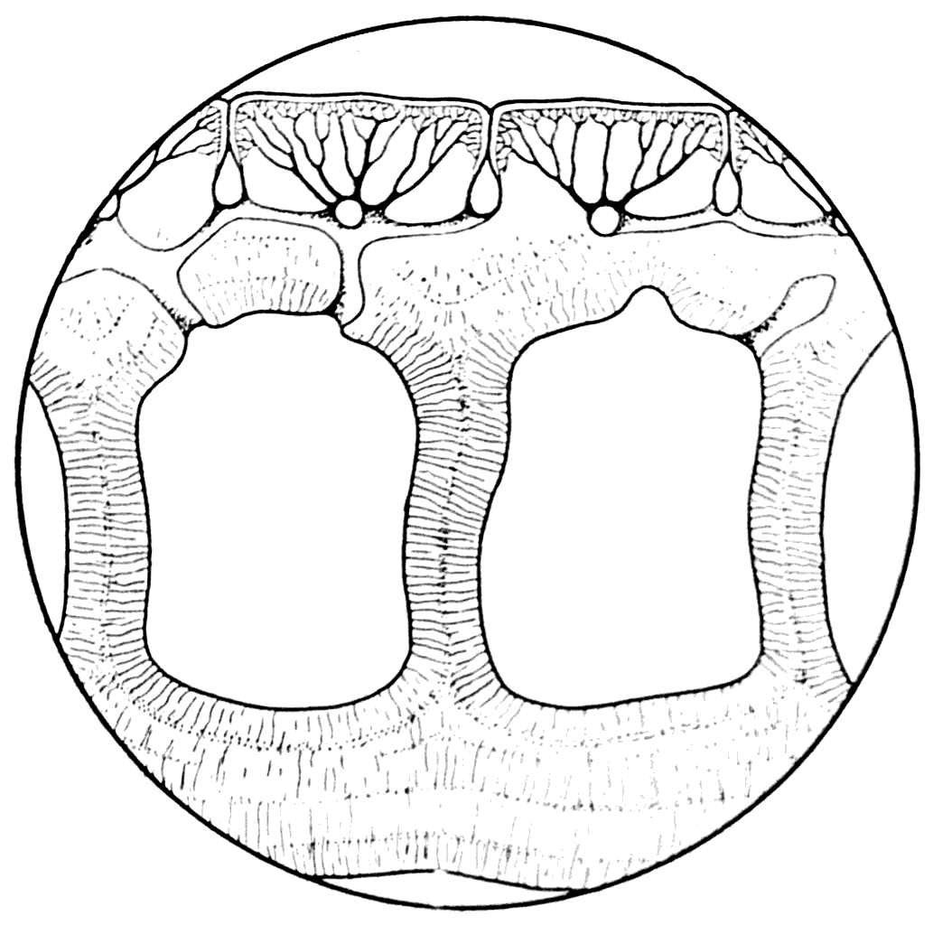 Рис. 28. Вертикальный разрез панцыря Poraspis polaris (×300) (А. П. Быстров, 1955).