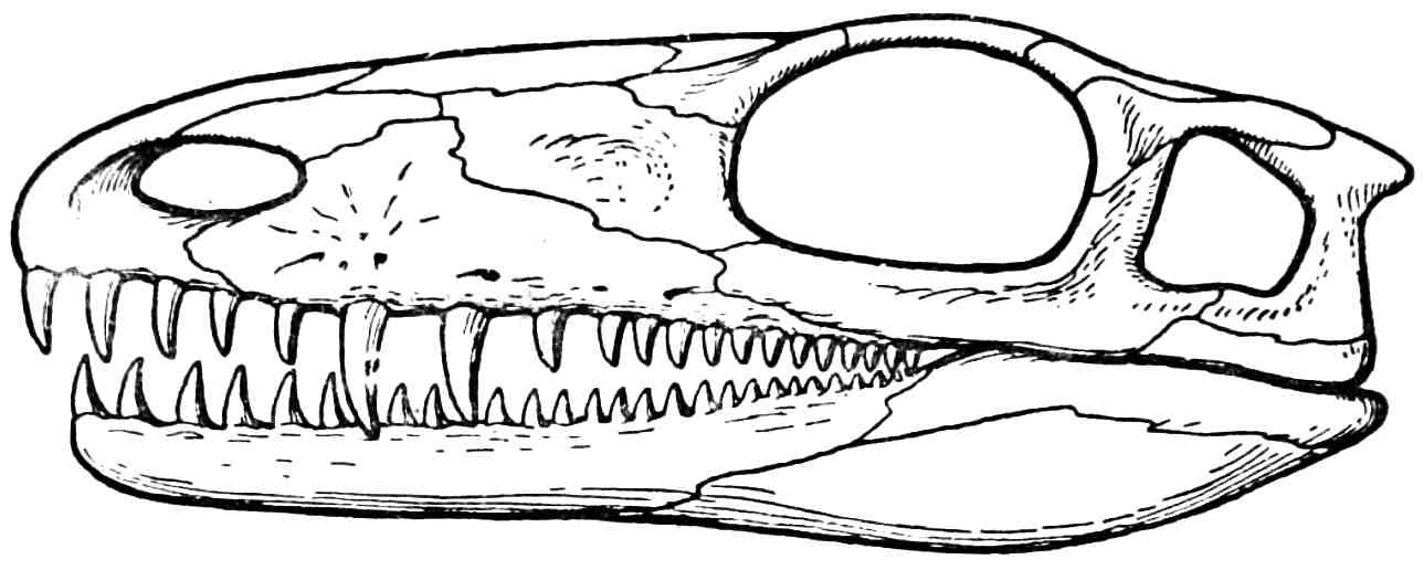 Рис. 3. Череп Mesenosaurus romeri Efr.