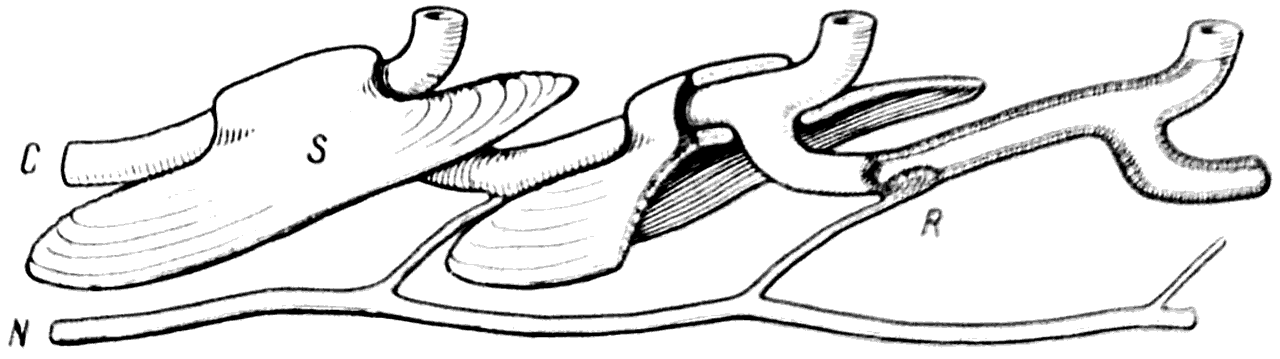 Рис. 30. Схема строения сейсмосенсорной системы у современных рыб.   С — канал; N — нерв; R — рецептор; S — чешуя.