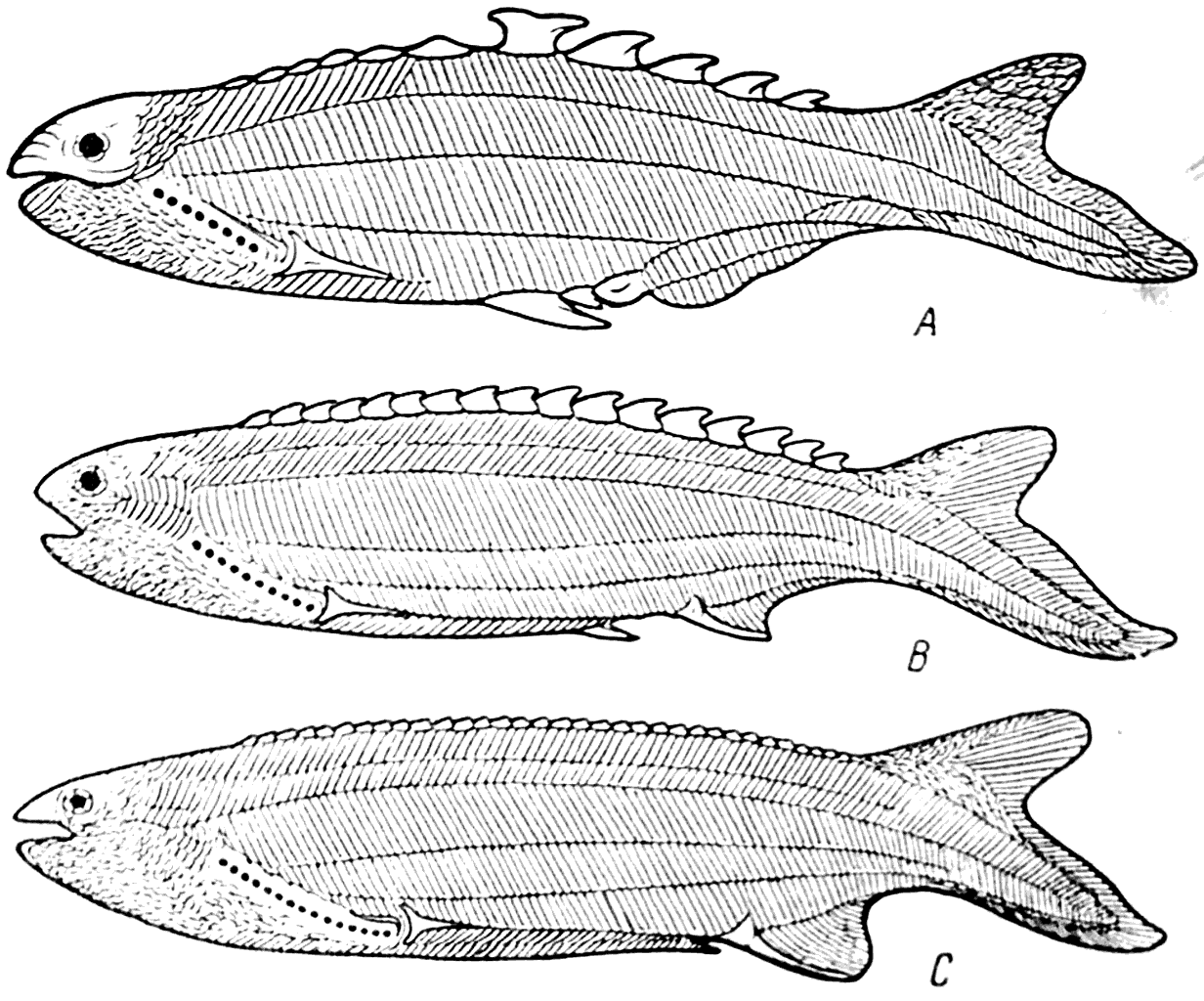 Рис. 32. Anaspida: Birkenia elegans (A), Pterolepis nitida (В), Pharyngolepis oblonga (С) (силур).