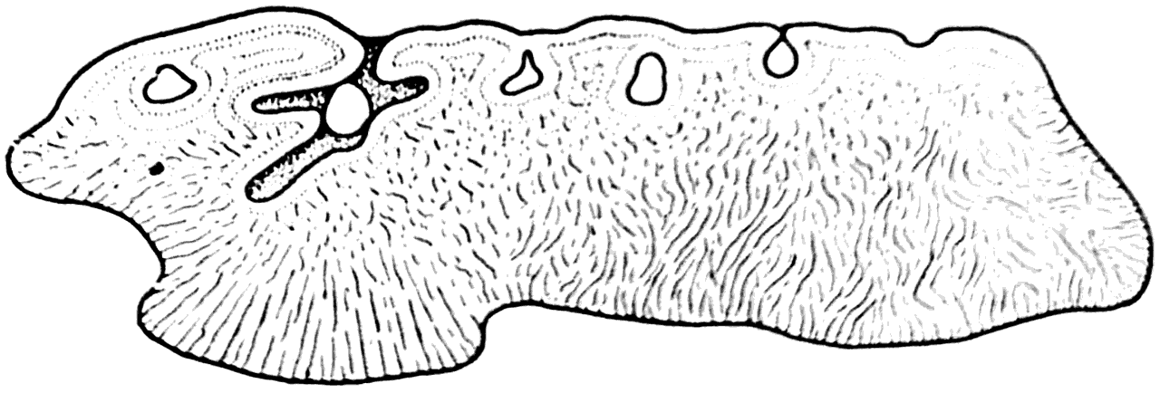Рис. 33. Поперечный разрез чешуи одного из представителей анаспид (×300) (А. П. Быстров, 1955).