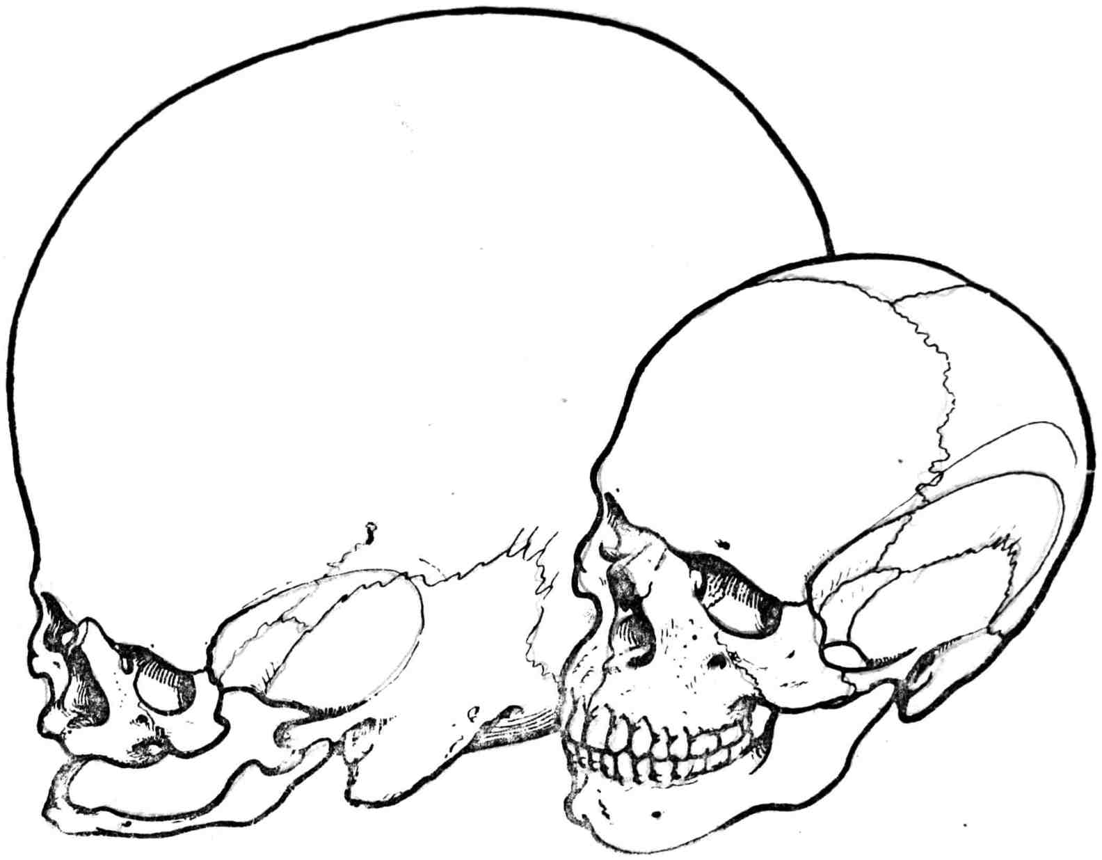 Рис. 333. Череп современного человека (Homo sapiens) и череп будущего человека (Homo sapientissimus)