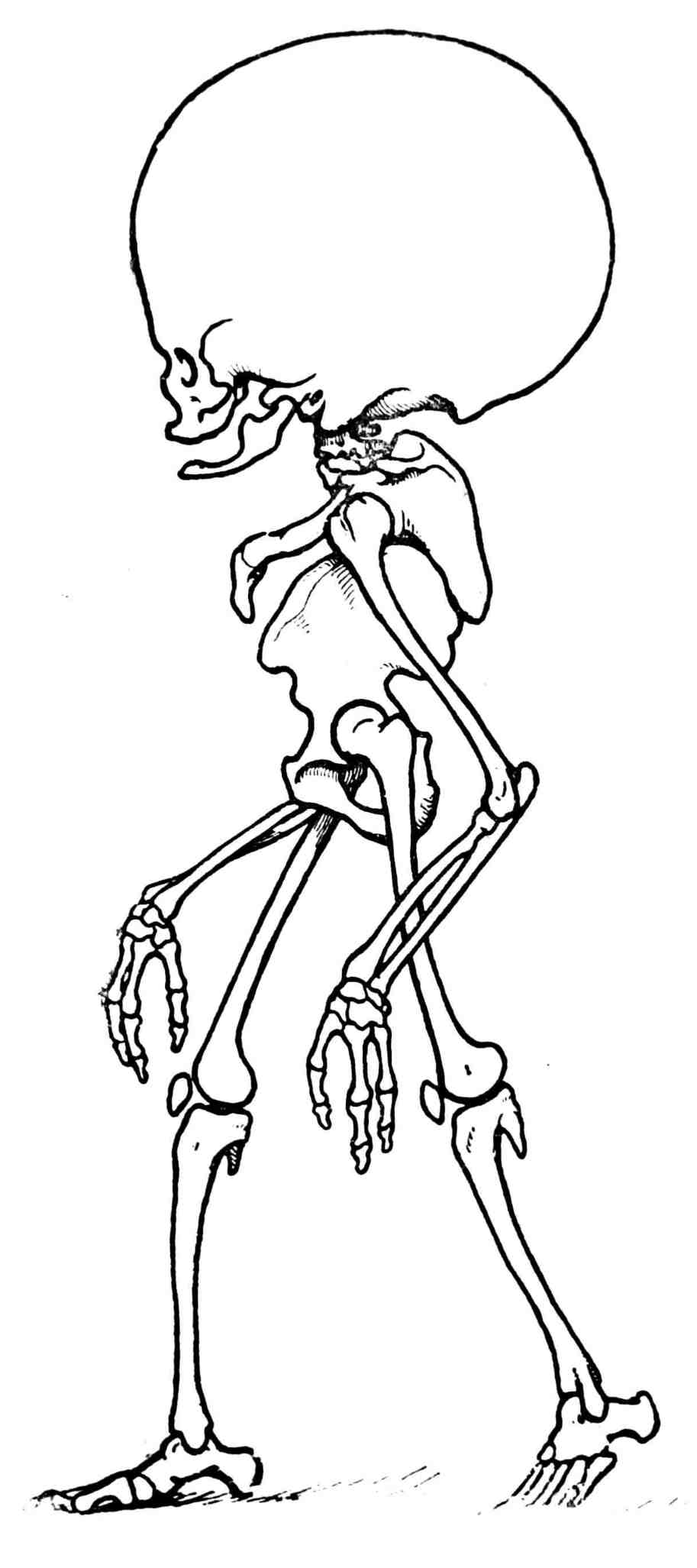 Рис. 334. Скелет будущего человека (Homo sapientissimus).