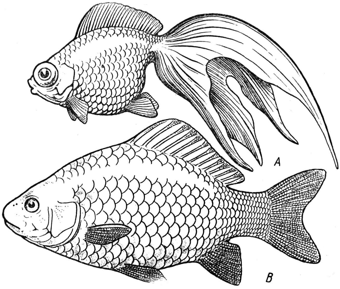 Рис. 337. A — золотая рыбка (Carassius auratus); B — амурский карась (Carassius carassius).