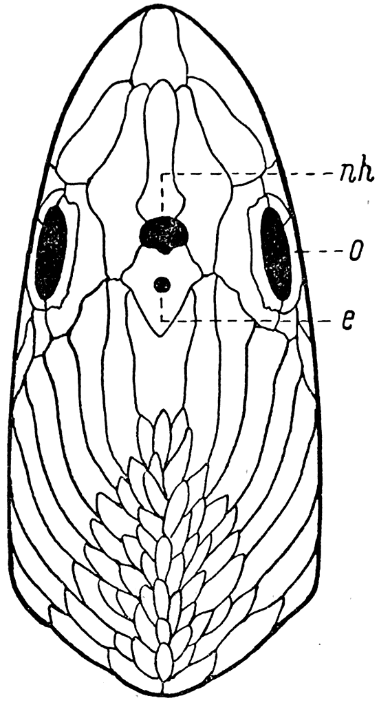 Рис.\ 34. Голова Pharyngolepis oblongo (вид сверху).