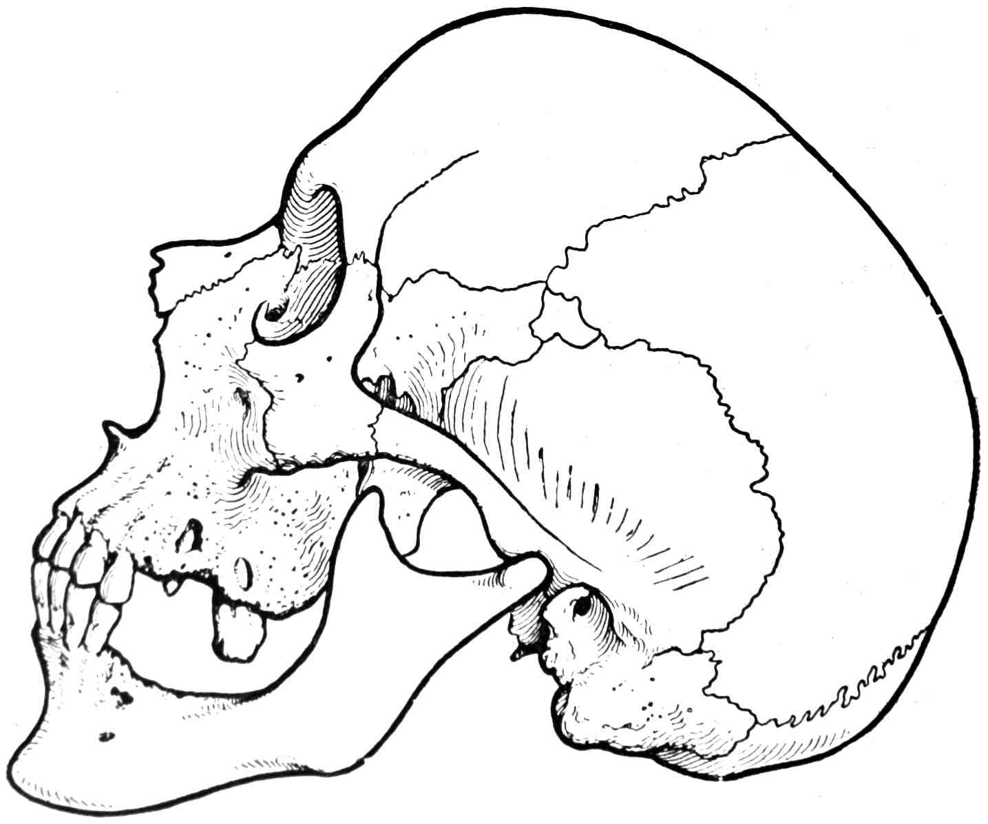 Рис. 340. Череп человека (угол нижней челюсти равен 148°).