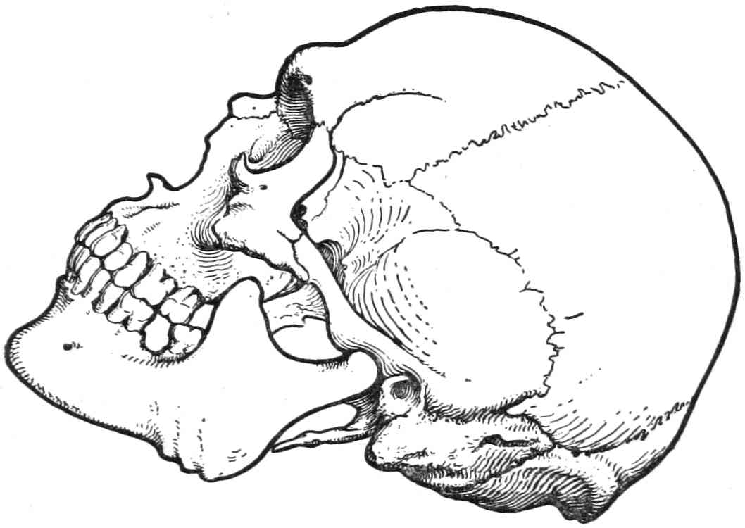 Рис. 344. Череп европейца с очень короткими носовыми костями.