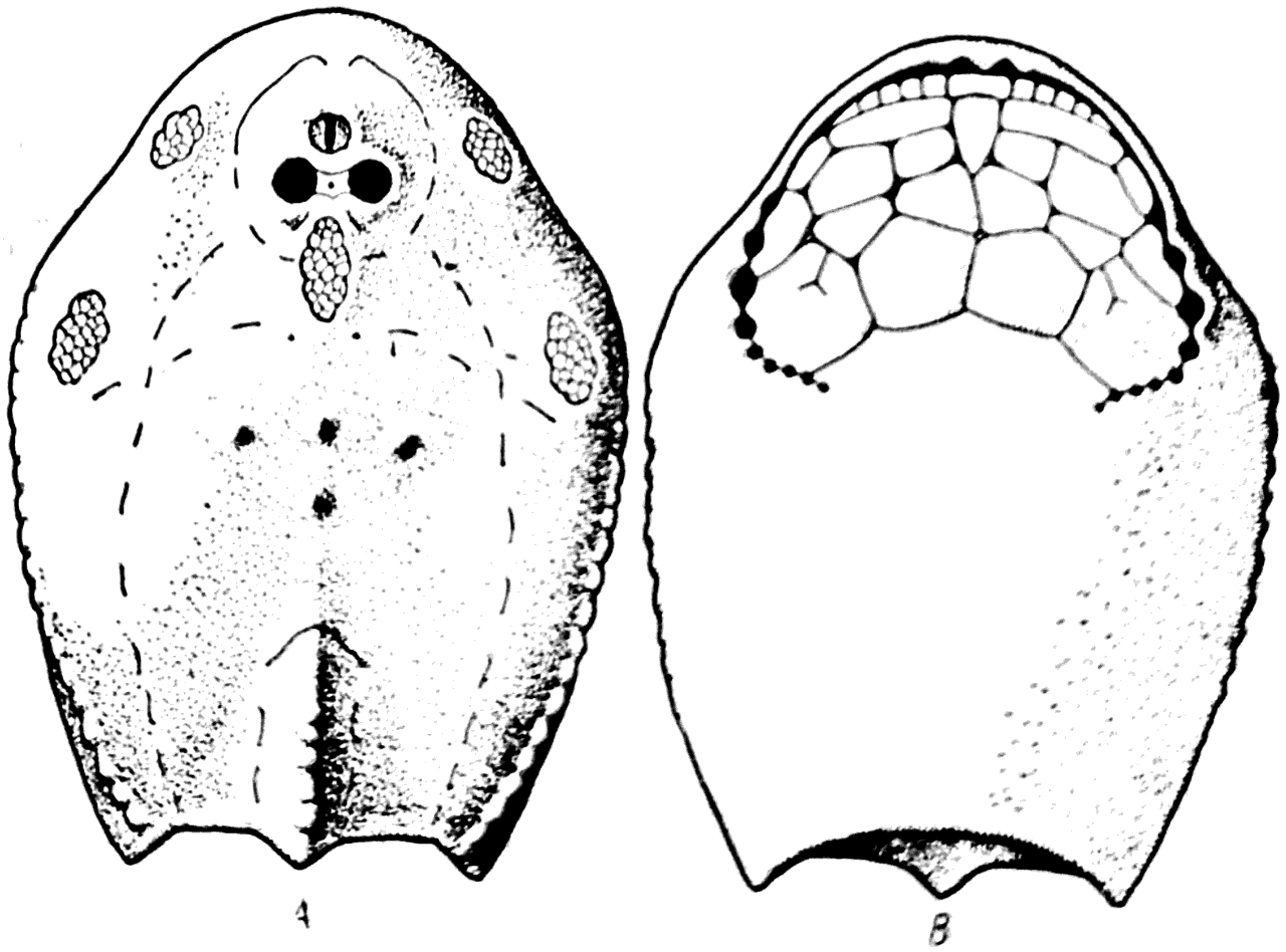 Рис. 36. Tremataspis schmidti (силур). А — вид сверху; В — вид снизу.