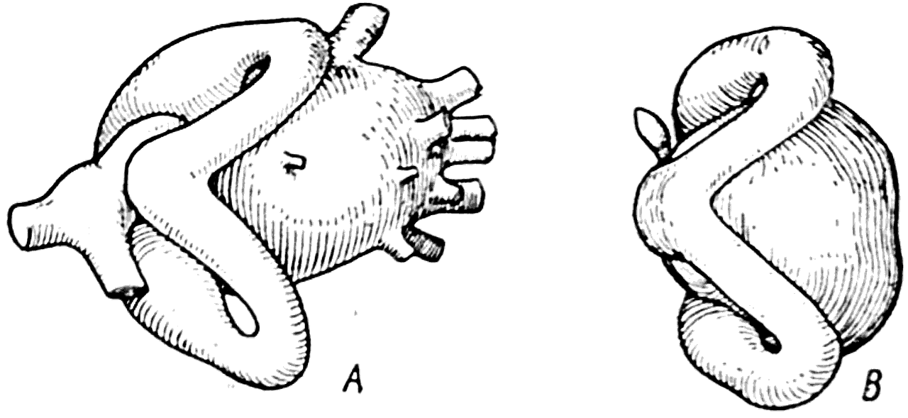 Рис. 38.   А — левый лабиринт одного из представителей Osteostraci (Kiaeraspis, Стеншио, 1927); В — левый лабиринт миноги (вид сверху).