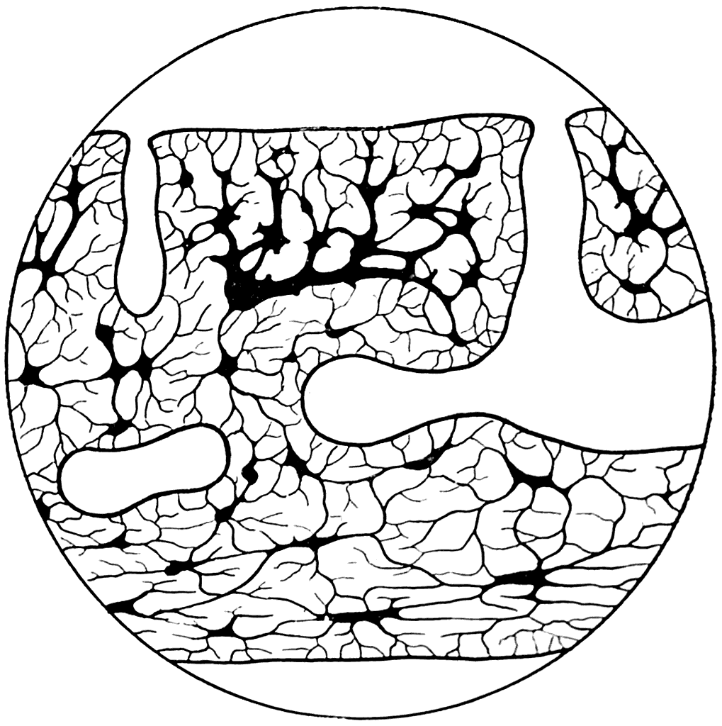 Рис. 39. Вертикальный разрез панцыря Tremataspis schmidti (×300) (А. П. Быстров, 1955).