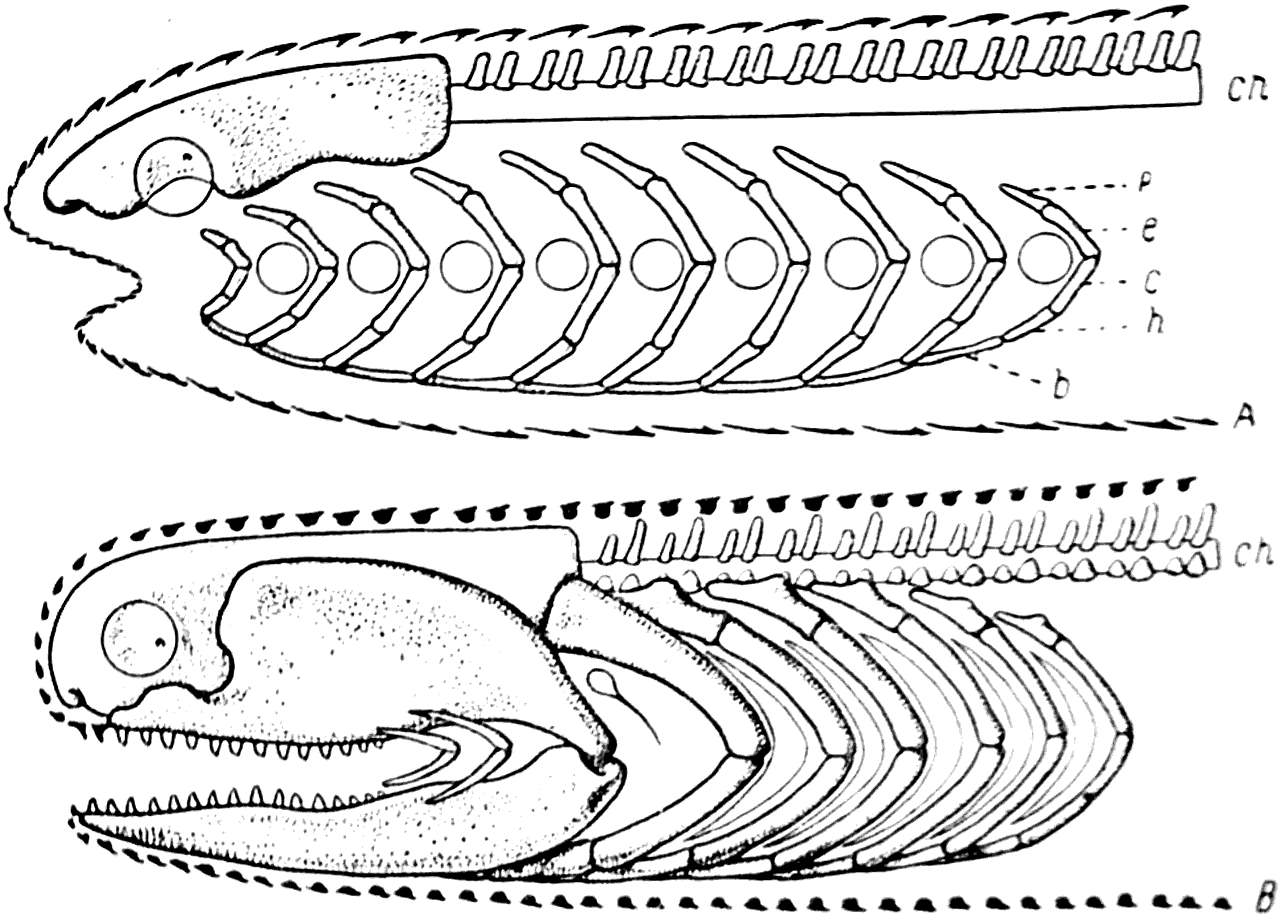 Рис. 40. Схема строения головы бесчелюстного (A) и челюстного (В) позвоночного.   b — basibranchiale; с — ceratobranchiale; ch — chorda; e — epibranchiale; h — hypobranchiale; p — pharyngobranchiale.