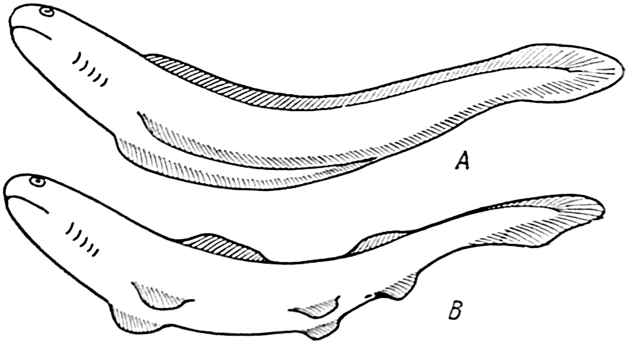 Рис. 42. Образование плавников у рыб (схема).