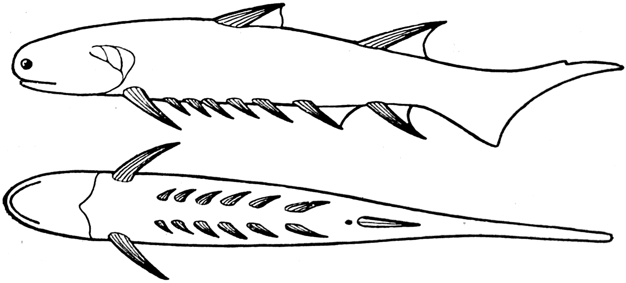 Рис. 44. Euthacanthus macnicoli Powrie. Нижний девон (Ватсон, 1937).