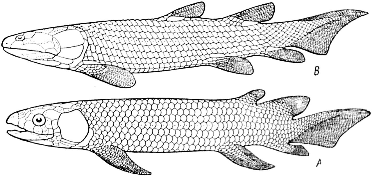 Рис. 45.   А — двоякодышащая рыба Dipterus (Форстер-Купер — Forster-Cooper, 1937); В — кистеперая рыба Osteolepis. Средний девон (Ярвик, 1948).