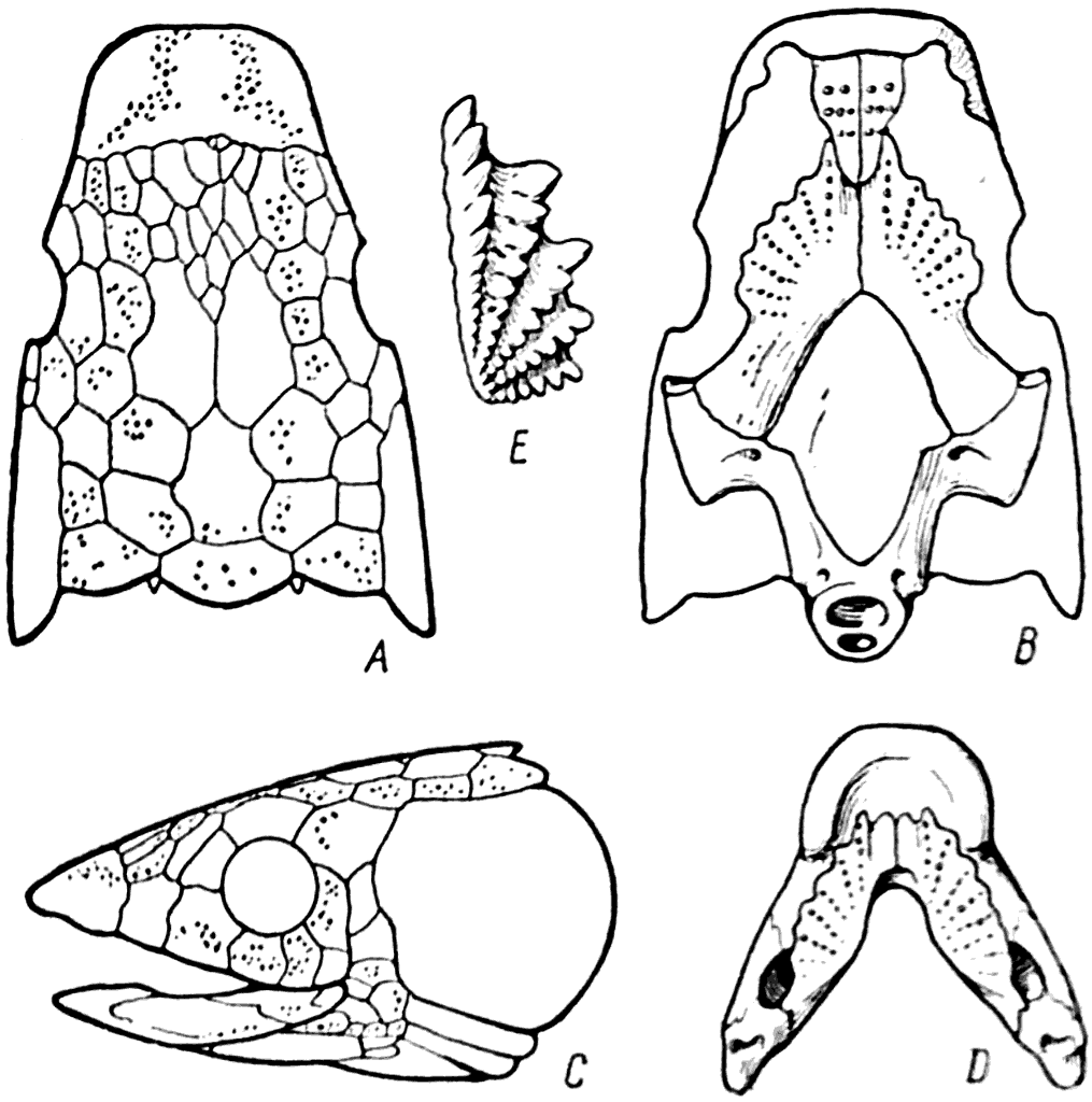 Рис. 46.   А, В, С — череп Dipterus; D — нижняя челюсть Dipterus (Грэхем-Смит и Вестол — Graham-Smith a. Westoll. 1937); Е — зуб двоякодышащей рыбы верхнего девона.
