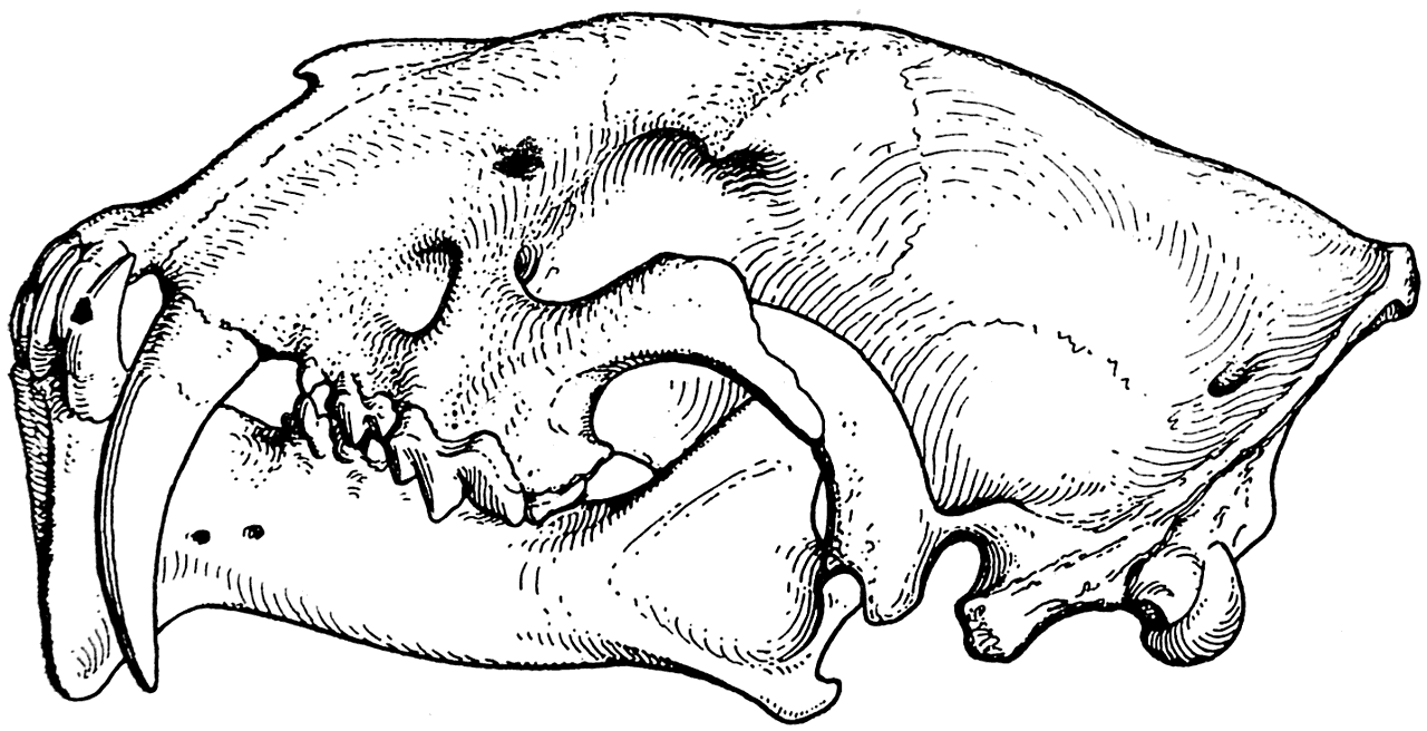 Рис. 6. Череп Drepanodon primaevus. Северная Америка, олигоцен (Скотт и Джепсен, 1936).