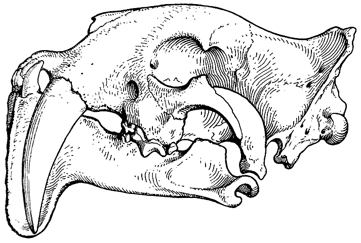 Рис. 7. Череп Eusmilus sicarius. Северная Америка, олигоцен (Скотт и Джепсен, 1936).