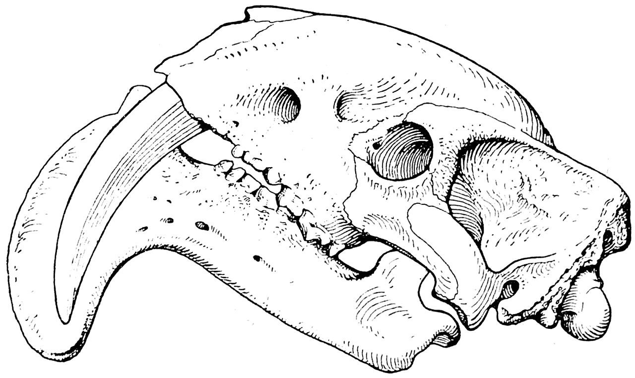 Рис. 9. Череп Thylacosmilus atrox. Сумчатый хищник из плиоцена Аргентины (Риггс, 1933).