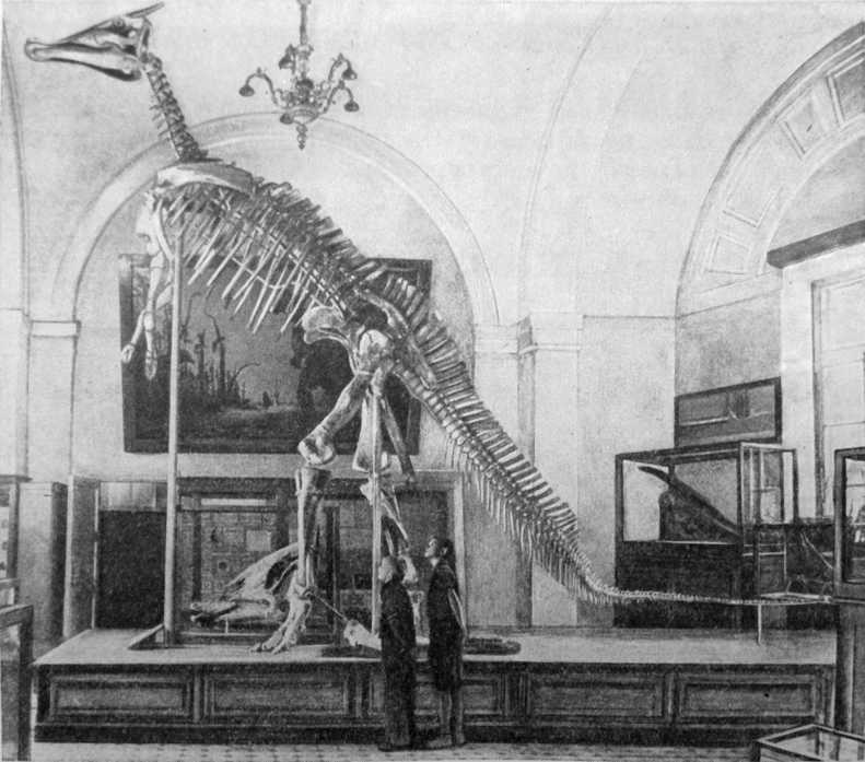 Скелет утконосого динозавра в Палеонтологическом музее в Москве.